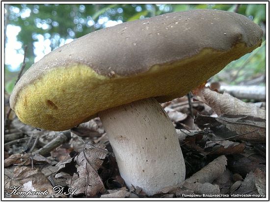 Придорожная торговля грибами в Приморье может провоцировать автомобильные пробки 